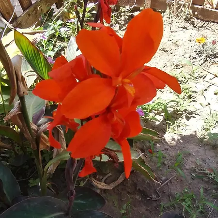 Orchidea House * SantʼAntìoco