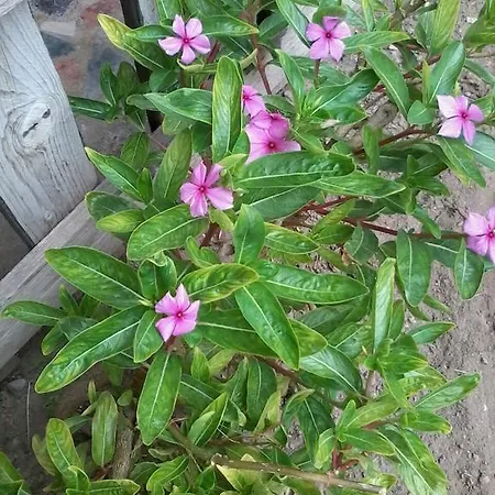 Semesterbostad Orchidea House *