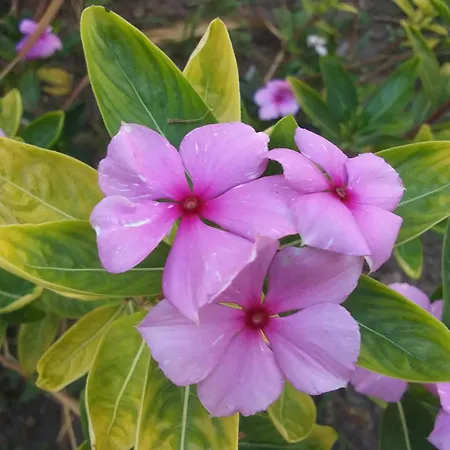 Prázdninový dům Orchidea House *