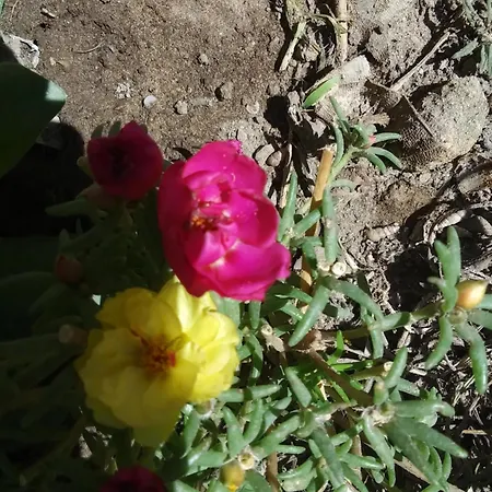 Prázdninový dům Orchidea House *