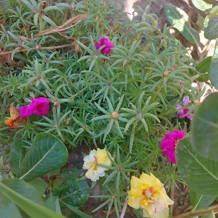 Prázdninový dům Orchidea House