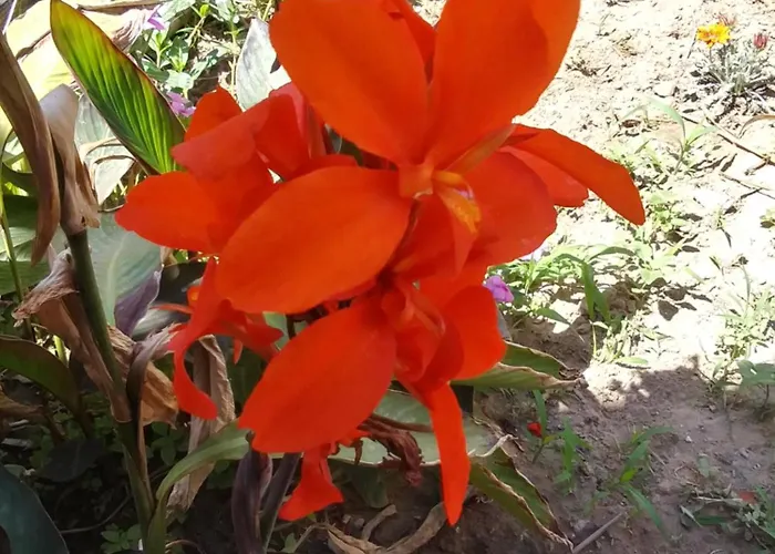 Orchidea House * SantʼAntìoco