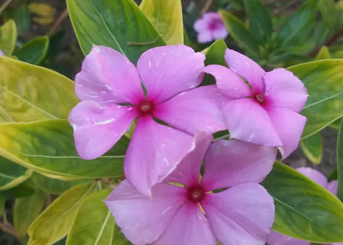 Nyaraló Orchidea House *