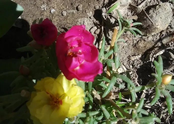 Nyaraló Orchidea House *