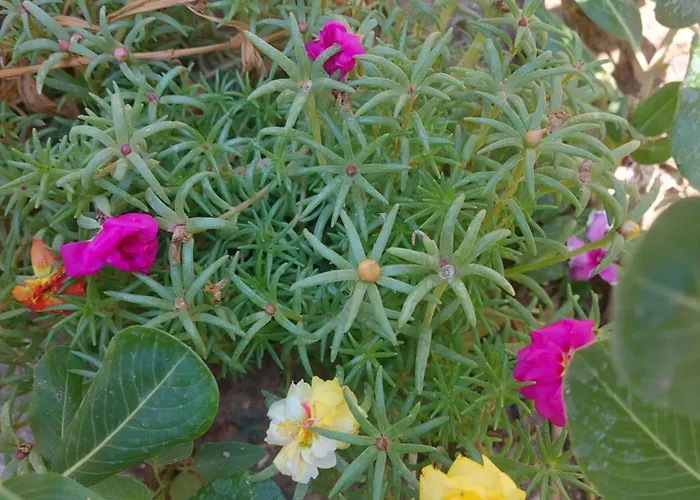 Casa vacanze Orchidea House