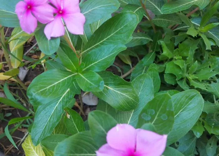 Casa vacanze Orchidea House *