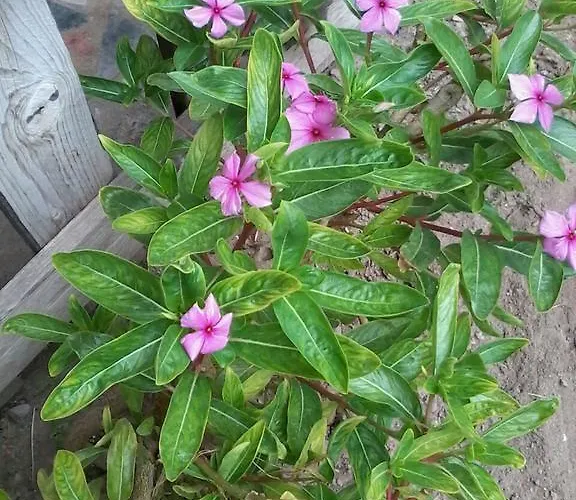 Nyaraló Orchidea House *